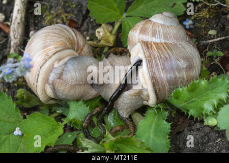 Mating pair of Roman snails (Helix pomatia), also known as Burgundy or edible snail in chalk downland habitat, UK Stock Photo