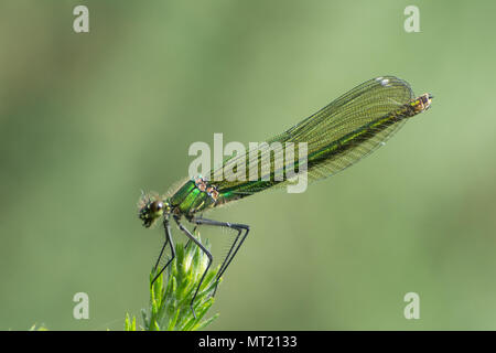 Female beautiful demoiselle damselfly (Calopteryx virgo) perched on the top of a bush in Hampshire, UK Stock Photo