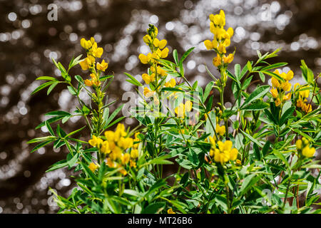 Golden Banner; Thermopsis montana; wildflower in bloom; Vandaveer Ranch; Salida; Colorado; USA Stock Photo