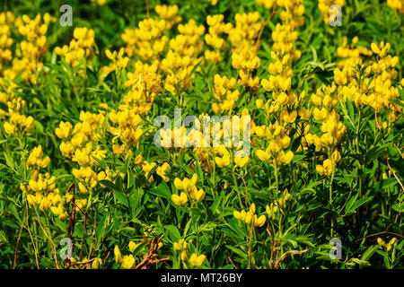 Golden Banner; Thermopsis montana; wildflower in bloom; Vandaveer Ranch; Salida; Colorado; USA Stock Photo