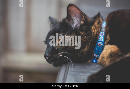 cute tortoiseshell cat enjoying herself outdoors Stock Photo