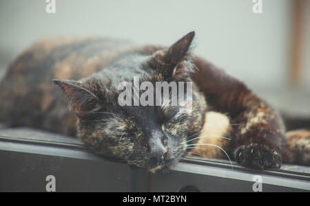 cute tortoiseshell cat enjoying herself outdoors Stock Photo
