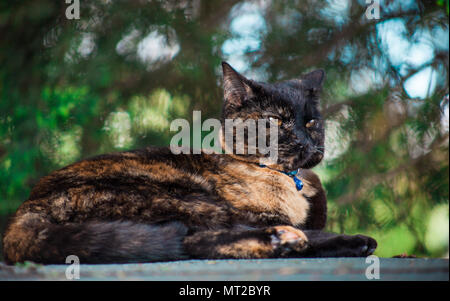 cute tortoiseshell cat enjoying herself outdoors Stock Photo