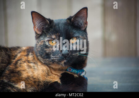 cute tortoiseshell cat enjoying herself outdoors Stock Photo