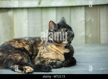 cute tortoiseshell cat enjoying herself outdoors Stock Photo