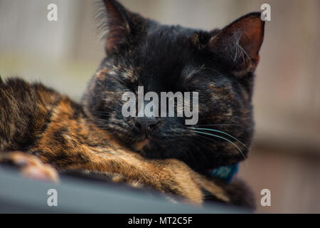 cute tortoiseshell cat enjoying herself outdoors Stock Photo