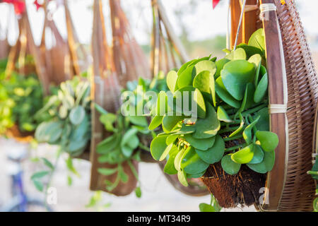 close up ornamental plants on potted bamboo Stock Photo