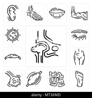 Set Of 13 simple editable icons such as Hip Bone, Human Foot, Small Intestine, Muscle, Bronchioles, Female Pubis, Big Moustache, Eyebrow, Cellule can  Stock Vector