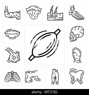 Set Of 13 simple editable icons such as Human Muscle, Tooth and Gums, Ankle, Skin, Ribs, Head, Bronchioles, Skull Side View, Lips can be used for mobi Stock Vector