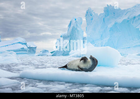 Crabeater seal (lobodon carcinophaga) resting on drifting pack ice or icefloe between blue icebergs and freezing sea water landscape in the Antarctic  Stock Photo