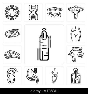 Set Of 13 simple editable icons such as Human Finger, Digestive System, Bones Joint, Stomach with Liquids, Ear, Lymphonodus, Muscle Fiber, Female Pubi Stock Vector