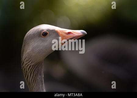 The greylag goose (Anser anser) is a species of large goose in the waterfowl family Stock Photo
