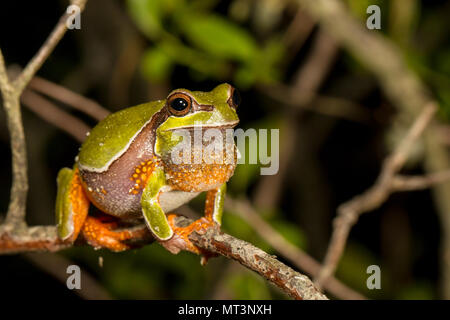 Vocalizing pine barrens tree frog - Hyla andersonii Stock Photo