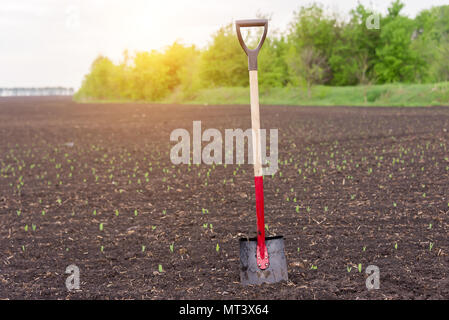 shovel stands in the ground, in the field, during the planting of the harvest Stock Photo