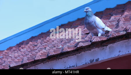 pigeon bird perches on the rooftop with blue sky background Stock Photo