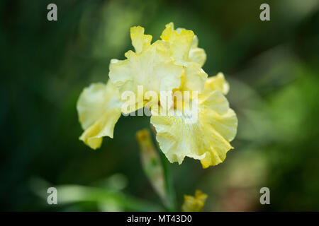 Yellow bearded iris (Iris germanica or German iris) in a garden in New York City. Stock Photo