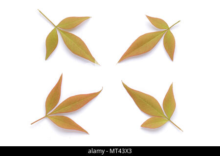 Japanese red autumn leaves isolated on white background Stock Photo