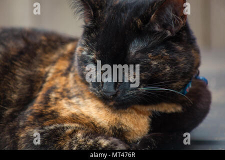 cute tortoiseshell cat enjoying herself outdoors Stock Photo