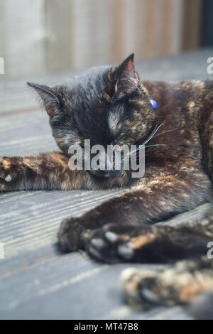 cute tortoiseshell cat enjoying herself outdoors Stock Photo