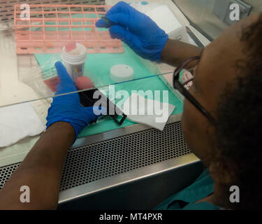 The 88th Medical Operations Squadron is a United States Air Force medical unit based at Wright-Patterson Air Force Base, Ohio. On June 26, 2017, a cytology technician prepared slide samples for staining within the medical center laboratory. The archival image documents specimen processing steps used in cellular diagnosis and laboratory analysis. Stock Photo