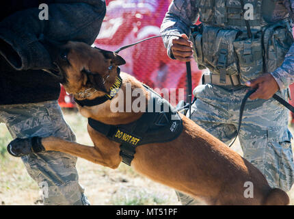 Uutah, 92nd Security Forces Squadron military working dog, lunges at an Airman during a K-9 demonstration at SkyFest 2017 Air Show and Open House at Fairchild Air Force Base, Washington, July 30, 2017. SkyFest is Fairchild’s air show and open house to give the local and regional community the opportunity to meet Airmen and learn about the Air Force mission. (U.S. Air Force photo/Senior Airman Janelle Patiño) Stock Photo