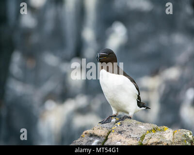 Razorbill, Alca torda, with open beak on cliff ledge, Isle of May nature reserve, Scotland, UK