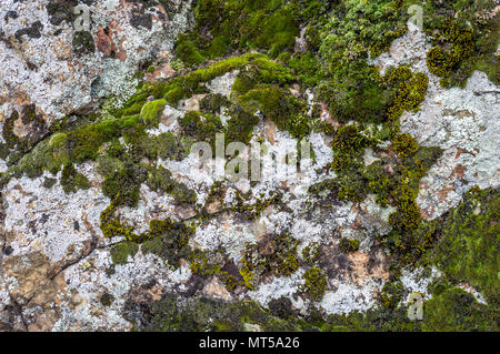 Dark green coloured moss growing on limestone rocks Stock Photo