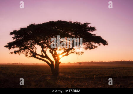 silhouette big tree with a violet sky in the morning Stock Photo