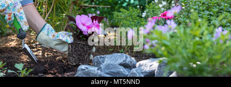Beautiful female gardener holding a flowering plant ready to be planted in her garden. Gardening concept. Web banner. Stock Photo
