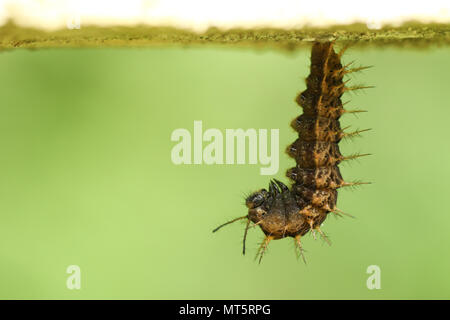 A Comma Butterfly Caterpillar (Polygonia c-album) pupating. Stock Photo