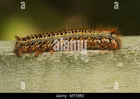 A Drinker Moth Caterpillar (Euthrix potatoria) walking along a wooden fence. Stock Photo