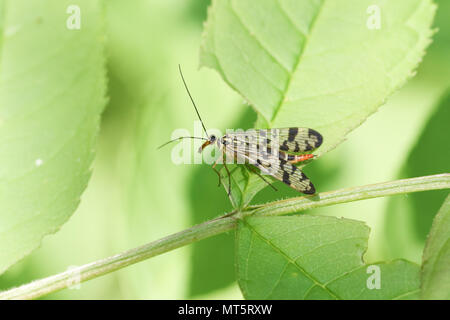 A pretty female Scorpion Fly (Panorpa communis) perching on a leaf. Stock Photo