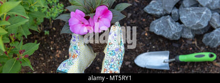 Unrecognisable female gardener holding a flowering plant ready to be planted in her garden. Gardening concept. Point of view. Web banner. Stock Photo