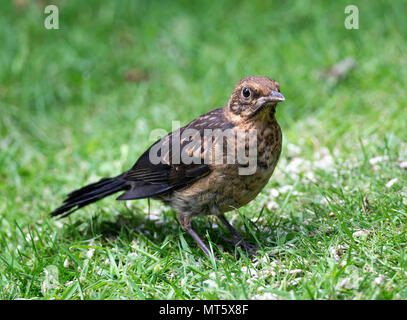 A Young Fledgling Blackbird Feeding on a Lawn in a Garden in Alsager Cheshire England United Kingdom UK Stock Photo