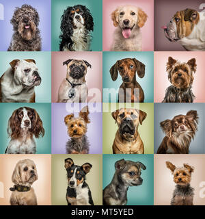 Composition of dogs against colored backgrounds Stock Photo