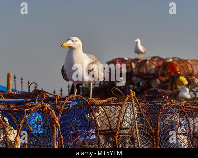 White seagulls with gray wings are sitting on the embankment on grids for shrimp fishing. Stock Photo