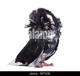 Jacobin pigeon or capucin pigeon against white background Stock Photo