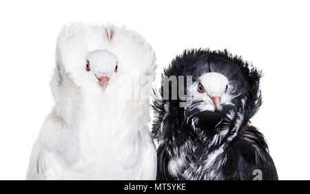 Black and white Jacobin pigeons against white background Stock Photo