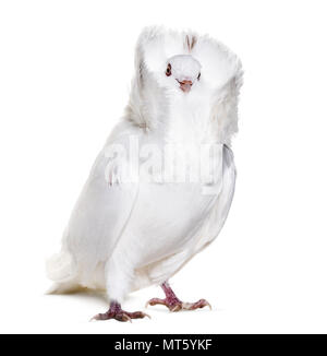 White Jacobin pigeon against white background Stock Photo