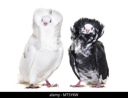 Black and white Jacobin pigeons in portrait against white background Stock Photo