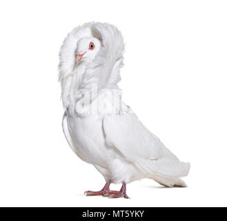 White Jacobin pigeon standing against white background Stock Photo