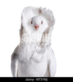 White Jacobin pigeon portrait against white background Stock Photo