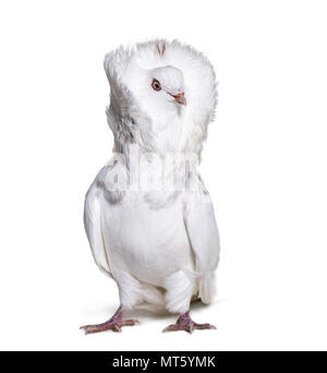 Jacobin pigeon also known as a fancy pigeon or capucin pigeon looking away against white background Stock Photo
