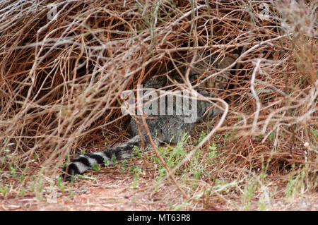 FERAL CAT HIDING IN SCRUBLAND, OUTBACK WESTERN AUSTRALIA. Stock Photo