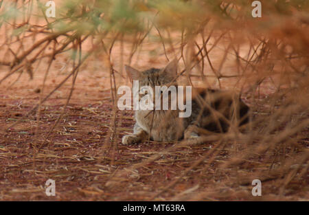 A FERAL CAT HIDING IN THE SCRUB, WESTERN AUSTRALIA. Stock Photo