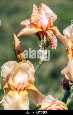 Bearded Iris " Apricot Supreme ", bearded irises Stock Photo
