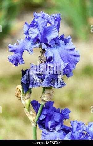 Tall bearded Iris ' Yaquina Blue ', bearded Iris flower blue single portrait Stock Photo