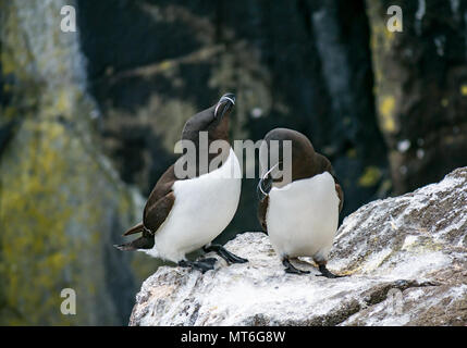 Razorbill pair, Alca torda, on rocky cliff ledge, Isle of May seabird nature reserve, Scotland, UK Stock Photo
