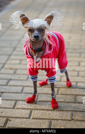 Chinese shop crested clothes