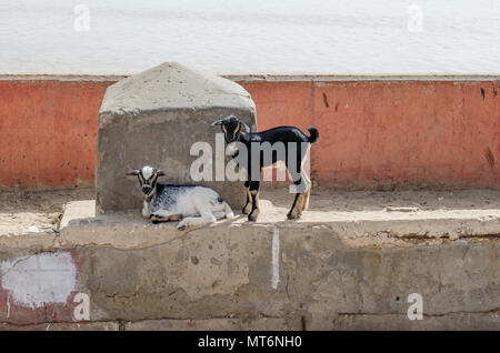 Two young goats, black and white laying and standing in front of concrete wall and sea in St Louis, Senegal, Africa Stock Photo